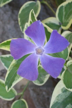 Variegated Bigleaf Periwinkle - Vinca Major 'Variegata' - 10 Pack Of Pint Pots