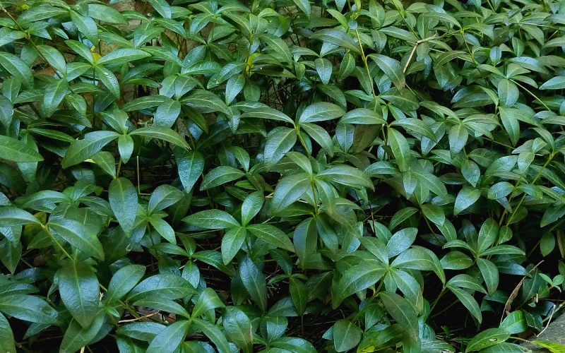 White Evergreen Periwinkle (Vinca Minor 'Alba') - 10 Pack Of Pint Pots 6 White Evergreen Periwinkle (Vinca Minor 'Alba') - 10 Pack Of Pint Pots - Image 6