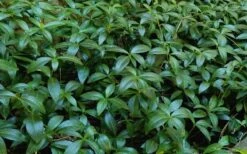 White Evergreen Periwinkle (Vinca Minor 'Alba') - 5 Pack Of Pint Pots 13 White Evergreen Periwinkle (Vinca Minor 'Alba') - 5 Pack Of Pint Pots -Wilson Bros Gardens Vinca Minor 11