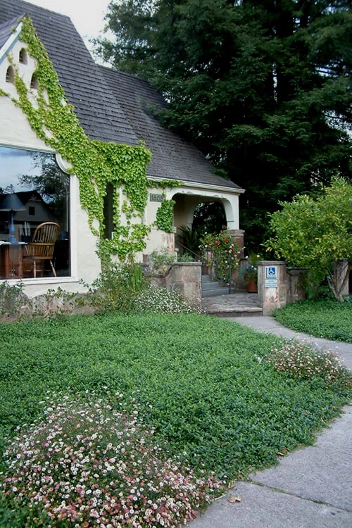 White Evergreen Periwinkle (Vinca Minor 'Alba') - 10 Pack Of Pint Pots 4 White Evergreen Periwinkle (Vinca Minor 'Alba') - 10 Pack Of Pint Pots - Image 4