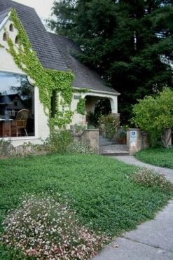 White Evergreen Periwinkle (Vinca Minor 'Alba') - 5 Pack Of Pint Pots 11 White Evergreen Periwinkle (Vinca Minor 'Alba') - 5 Pack Of Pint Pots -Wilson Bros Gardens Vinca Minor 14