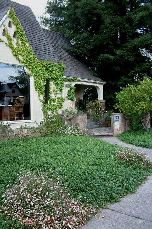 White Evergreen Periwinkle (Vinca Minor 'Alba') - 5 Pack Of Pint Pots 4 White Evergreen Periwinkle (Vinca Minor 'Alba') - 5 Pack Of Pint Pots - Image 4