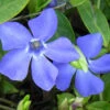 Evergreen Periwinkle - Vinca Minor - 18 Count Flat Of Pint Pots