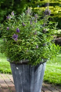 Blue Puffball Chaste Tree (Dwarf) - Vitex - 3 Gallon Pot 8 Blue Puffball Chaste Tree (Dwarf) - Vitex - 3 Gallon Pot -Wilson Bros Gardens Vitex Blue Puffball 3