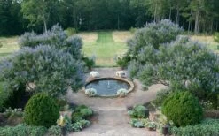 Blue Chaste Tree - Vitex Agnus-castus - 3 Gallon Pot 13 Blue Chaste Tree - Vitex Agnus-castus - 3 Gallon Pot -Wilson Bros Gardens Vitex Chaste Tree 11