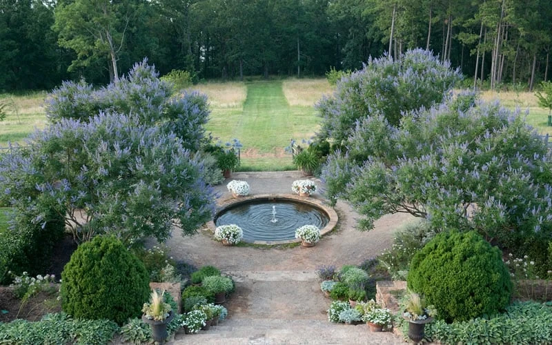 Blue Chaste Tree - Vitex Agnus-castus - 3 Gallon Pot 6 Blue Chaste Tree - Vitex Agnus-castus - 3 Gallon Pot - Image 6