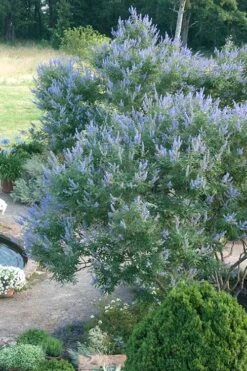 Blue Chaste Tree - Vitex Agnus-castus - 3 Gallon Pot 12 Blue Chaste Tree - Vitex Agnus-castus - 3 Gallon Pot -Wilson Bros Gardens Vitex Chaste Tree 13