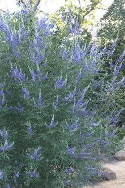 Blue Chaste Tree - Vitex Agnus-castus - 3 Gallon Pot 15 Blue Chaste Tree - Vitex Agnus-castus - 3 Gallon Pot -Wilson Bros Gardens Vitex Chaste Tree 14