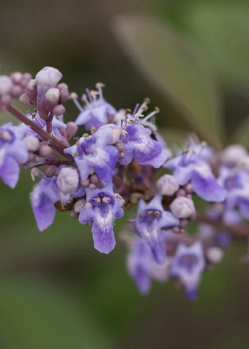 Flip Side Chaste Tree (Vitex) - 6 Pack Of 1 Gallon Pots 6 Flip Side Chaste Tree (Vitex) - 6 Pack Of 1 Gallon Pots - Image 6