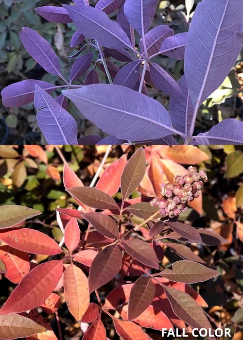 Flip Side Chaste Tree (Vitex) - 3 Gallon Pot 5 Flip Side Chaste Tree (Vitex) - 3 Gallon Pot - Image 5