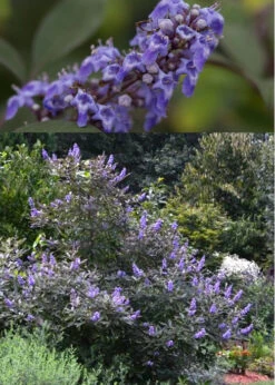 Flip Side Chaste Tree (Vitex) - 6 Pack Of 1 Gallon Pots 9 Flip Side Chaste Tree (Vitex) - 6 Pack Of 1 Gallon Pots -Wilson Bros Gardens Vitex Flip Side 7