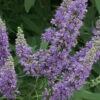 Shoal Creek Blue Chaste Tree (Vitex) - 7 Gallon Pot (3-4')