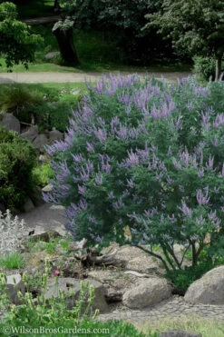 Shoal Creek Blue Chaste Tree (Vitex) - 7 Gallon Pot (3-4') -Wilson Bros Gardens Vitex Shoal Creek 17