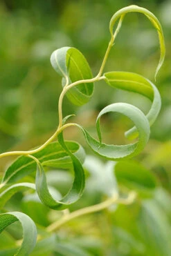 Corkscrew Willow Tree - Salix Matsudana - 5 Gallon Pot (6-7') -Wilson Bros Gardens Willow Corkscrew 20