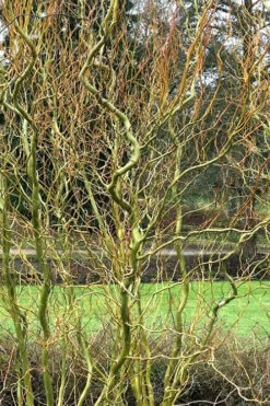 Corkscrew Willow Tree - Salix Matsudana - 5 Gallon Pot (7-8') -Wilson Bros Gardens Willow Corkscrew 21 1