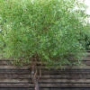 Corkscrew Willow Tree - Salix Matsudana - 5 Gallon Pot (7-8')