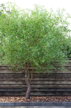 Corkscrew Willow Tree - Salix Matsudana - 5 Gallon Pot (7-8')