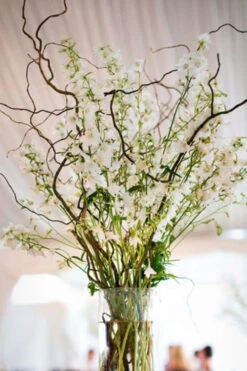 Corkscrew Willow Tree - Salix Matsudana - 5 Gallon Pot (6-7') -Wilson Bros Gardens Willow Corkscrew 6