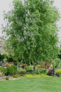 Corkscrew Willow Tree - Salix Matsudana - 5 Gallon Pot (6-7') -Wilson Bros Gardens Willow Corkscrew 7