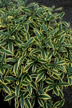 Marianni Variegated Pink Winter Daphne - 1 Gallon Pot -Wilson Bros Gardens Winter Daphne Marianni 2 1