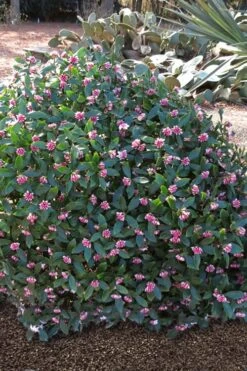 Zuiko Nishiki Winter Daphne Odora - 1 Gallon Pot 8 Zuiko Nishiki Winter Daphne Odora - 1 Gallon Pot -Wilson Bros Gardens Winter Daphne Zuiko Nishiki 3