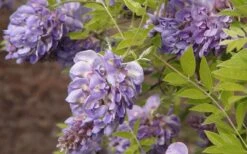 Amethyst Falls Wisteria Vine - 3 Gallon Pot 12 Amethyst Falls Wisteria Vine - 3 Gallon Pot -Wilson Bros Gardens Wisteria Amethyst Falls 50 1
