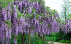 Fragrant Royal Purple Wisteria Vine - 5 Gallon Pot -Wilson Bros Gardens Wisteria Royal Purple 4