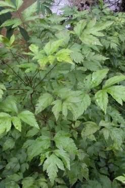 Yellow Root Plant (Xanthorhiza Simplicissima) - 1 Gallon Pot