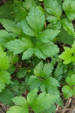 Yellow Root Plant (Xanthorhiza Simplicissima) - 1 Gallon Pot -Wilson Bros Gardens Xanthorhiza simplicissima yellowroot 2