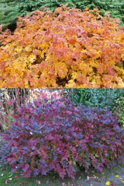 Yellow Root Plant (Xanthorhiza Simplicissima) - 1 Gallon Pot -Wilson Bros Gardens Xanthorhiza simplicissima yellowroot 4