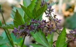 Yellow Root Plant (Xanthorhiza Simplicissima) - 1 Gallon Pot -Wilson Bros Gardens Xanthorhiza simplicissima yellowroot 7