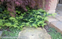 Creeping Japanese Plum Yew (Cephalotaxus Harringtonia 'Prostrata') - 2.5 Gallon Pot 12 Creeping Japanese Plum Yew (Cephalotaxus Harringtonia 'Prostrata') - 2.5 Gallon Pot -Wilson Bros Gardens Yew Creeping 2 50