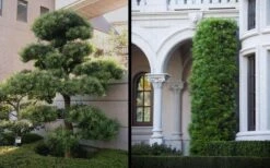 Podocarpus Macrophyllus Upright Yew - 1 Gallon Pot -Wilson Bros Gardens Yew Podocarpus 2