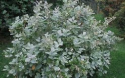 Woodlanders Blue Dusty Zenobia (Honeycup) - 1 Gallon Pot 15 Woodlanders Blue Dusty Zenobia (Honeycup) - 1 Gallon Pot -Wilson Bros Gardens Zenobia Woodlanders Blue 20