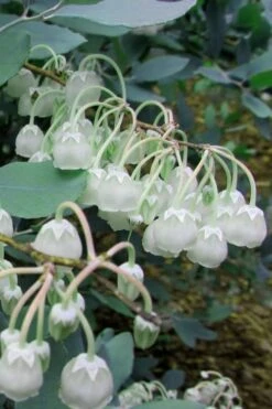 Woodlanders Blue Dusty Zenobia (Honeycup) - 1 Gallon Pot 14 Woodlanders Blue Dusty Zenobia (Honeycup) - 1 Gallon Pot -Wilson Bros Gardens Zenobia Woodlanders Blue 7