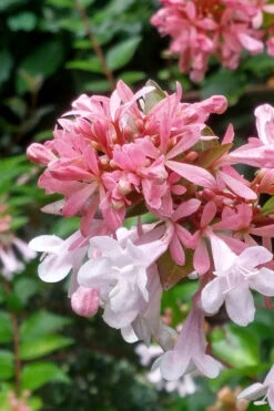 Canyon Creek Abelia - 3 Gallon Pot -Wilson Bros Gardens abelia grandiflora canyon creek 3