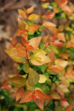 Canyon Creek Abelia - 3 Gallon Pot