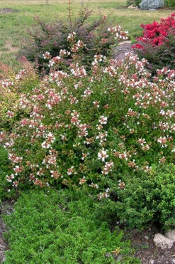 Little Richard Dwarf Abelia - 3 Gallon Pot -Wilson Bros Gardens abelia grandiflora little richard 3