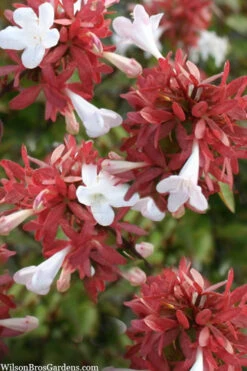 Little Richard Dwarf Abelia - 3 Gallon Pot -Wilson Bros Gardens abelia grandiflora little richard 6