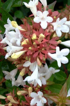 Little Richard Dwarf Abelia - 3 Gallon Pot -Wilson Bros Gardens abelia grandiflora little richard 7