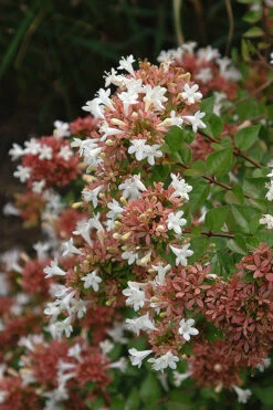 Little Richard Dwarf Abelia - 3 Gallon Pot -Wilson Bros Gardens abelia grandiflora little richard 8