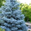 Blue Cloak White Fir (Abies Concolor) - 2 Gallon Pot