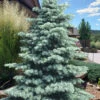 Swift Silver White Fir - 6 Gallon Pot