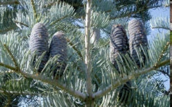 Swift Silver White Fir - 6 Gallon Pot -Wilson Bros Gardens abies concolor swifts silver white fir 9