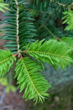 Japanese Momi Fir Tree - 3 Gallon Pot -Wilson Bros Gardens abies firma japanese momi fir 1 2