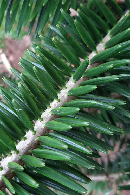 Japanese Momi Fir Tree - 6 Pack Of 1 Gallon Pots 5 Japanese Momi Fir Tree - 6 Pack Of 1 Gallon Pots - Image 5