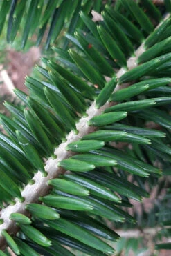 Japanese Momi Fir Tree - 2 Gallon Pot -Wilson Bros Gardens abies firma japanese momi fir 3