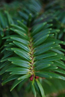 Japanese Momi Fir Tree - 6 Pack Of 1 Gallon Pots 13 Japanese Momi Fir Tree - 6 Pack Of 1 Gallon Pots -Wilson Bros Gardens abies firma japanese momi fir 4 1