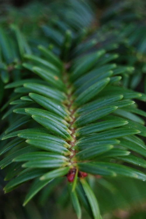 Japanese Momi Fir Tree - 6 Pack Of 1 Gallon Pots 6 Japanese Momi Fir Tree - 6 Pack Of 1 Gallon Pots - Image 6