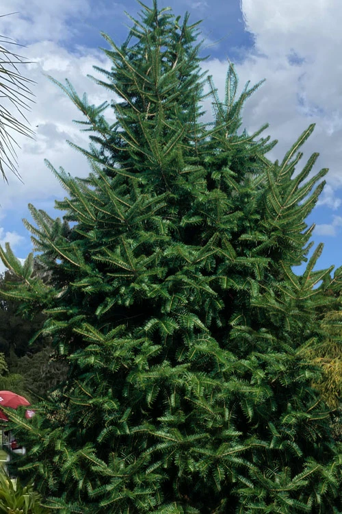 Japanese Momi Fir Tree - 6 Pack Of 1 Gallon Pots 1 Japanese Momi Fir Tree - 6 Pack Of 1 Gallon Pots